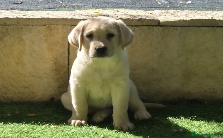 Labrador Retriever perros - Anuncio 1