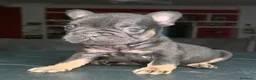 Bulldog Francés perros en venta: Fluffys y big rope bulldog  - Anuncio 7