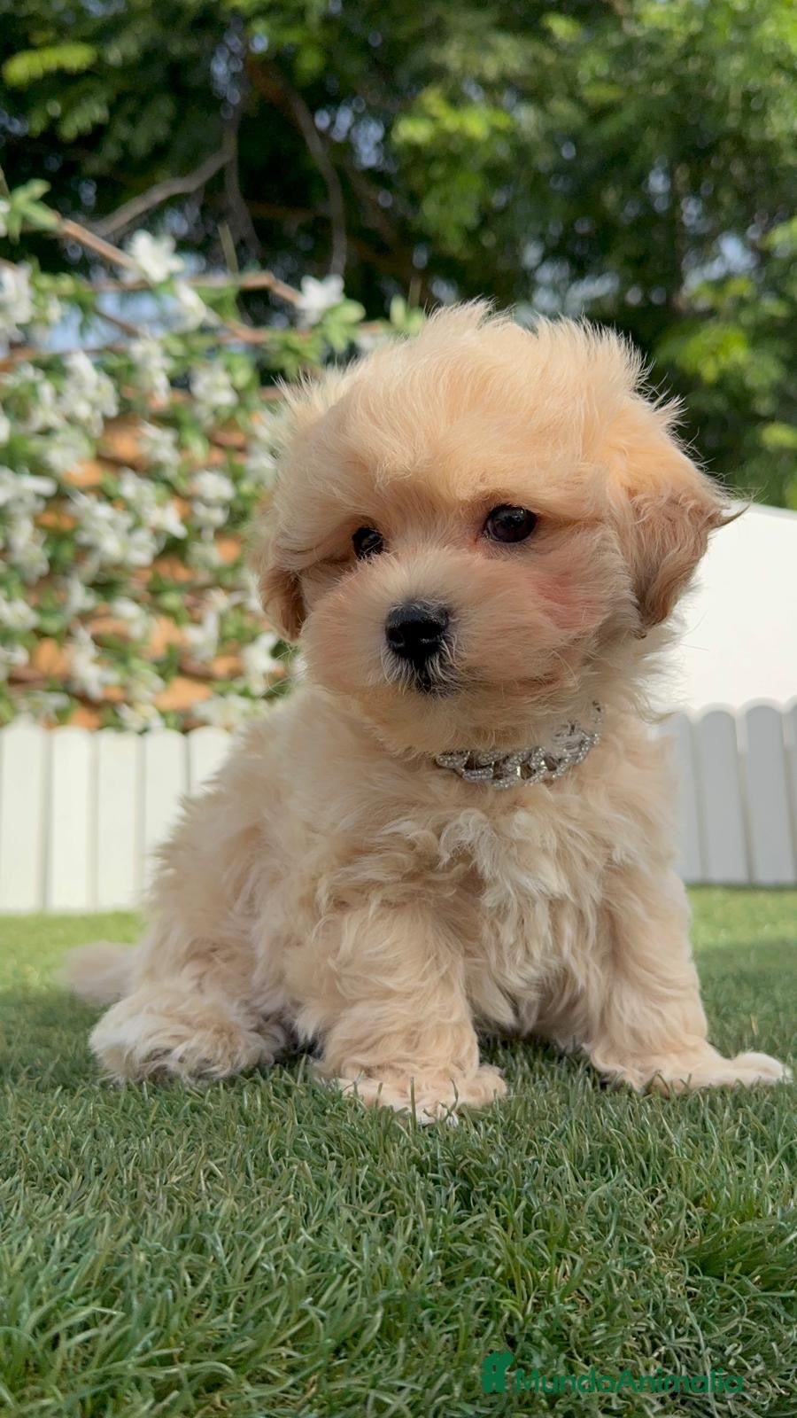 Maltipoo perros MALTIPOO  - Anuncio 7