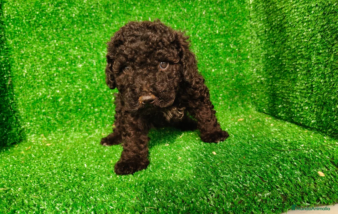 Perro de Agua Español perros en venta: Perros de agua - Anuncio 1