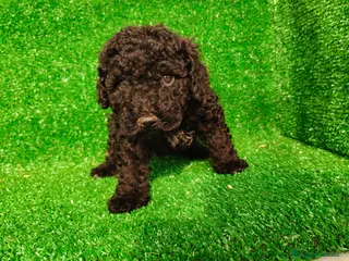 Perro de Agua Español perros Perros de agua - Anuncio 1