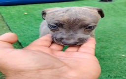 Whippet perros en venta: Whippet blue, isabela verdino - Imagen 25