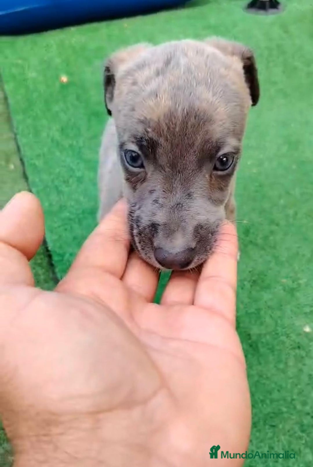 Whippet perros en venta: Whippet blue, isabela verdino - Imagen 25
