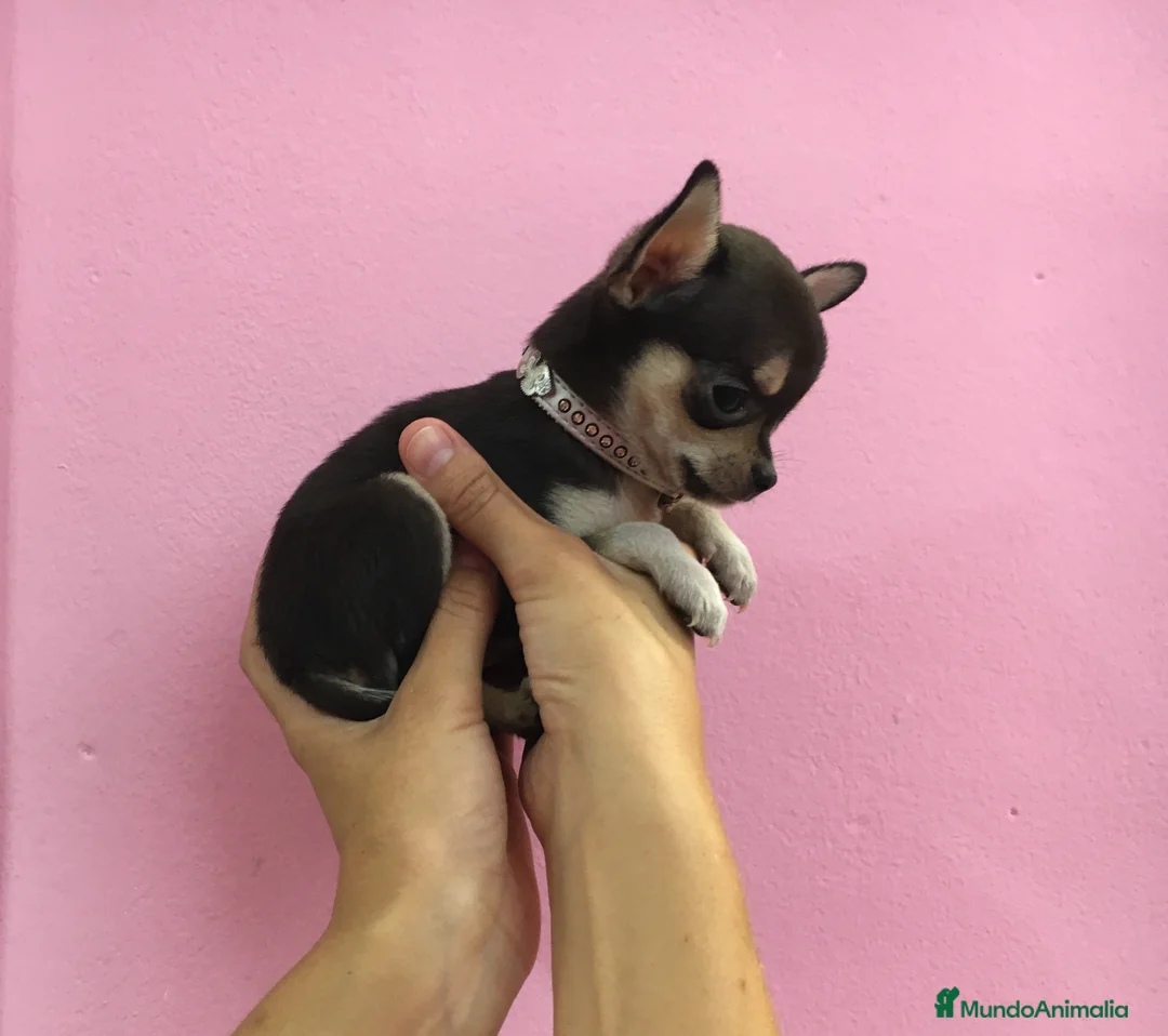 Chihuahua perros en venta: Chihuahuas - Anuncio 7