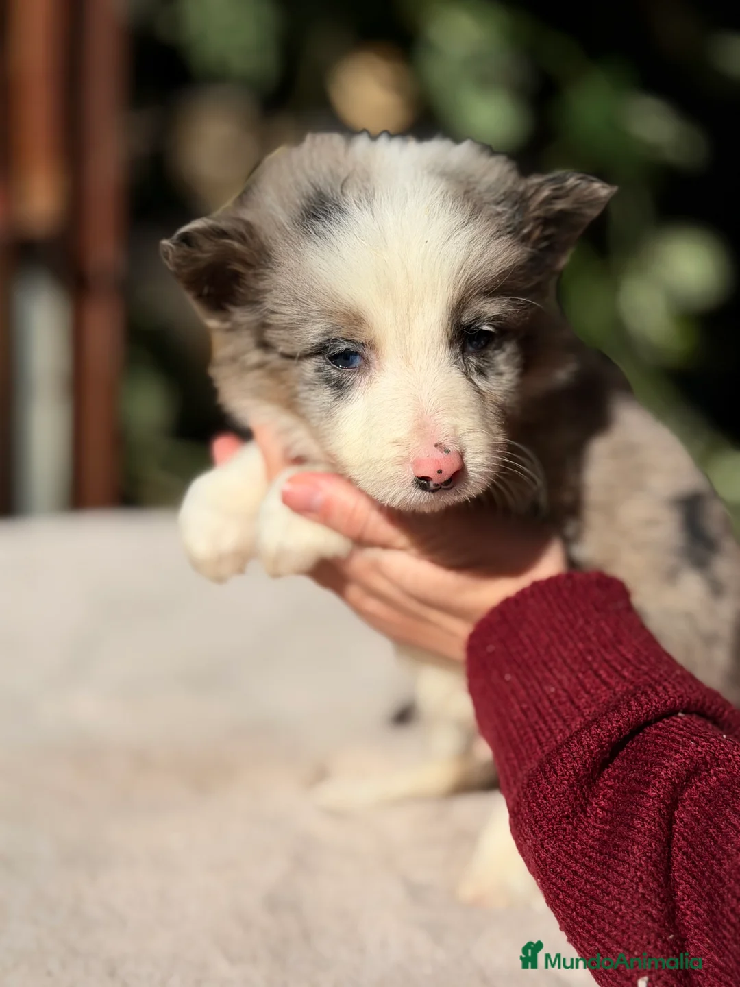 Border Collie perros en venta: Border Merle  - Anuncio 8