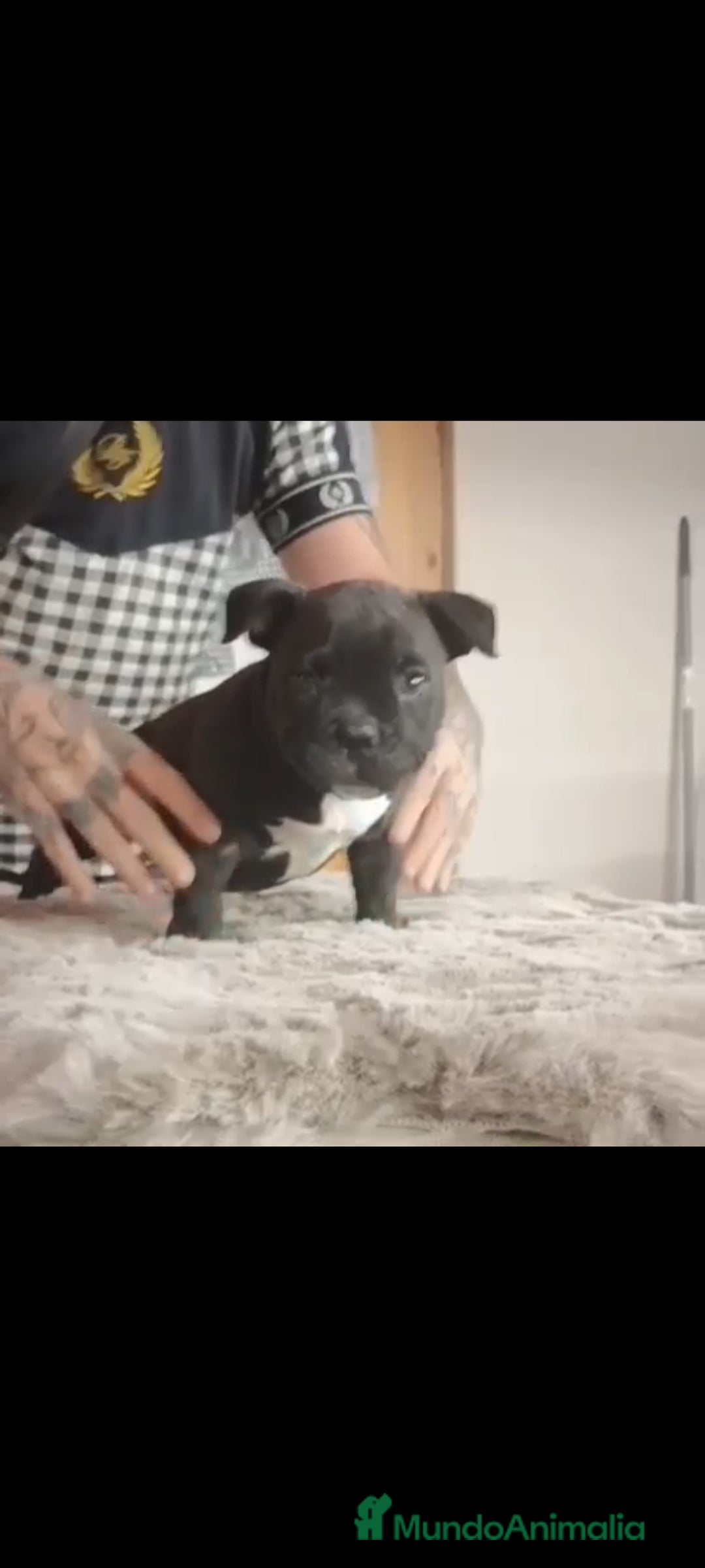 American Bully perros en venta: American bully pocket  - Imagen 9