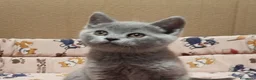 Británico de Pelo Corto gatos en venta: British Shorthair  - Anuncio 4