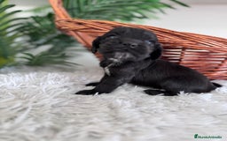 Cocker Spaniel Inglés perros en venta: COCKER SPANIEL INGLES - Imagen 7