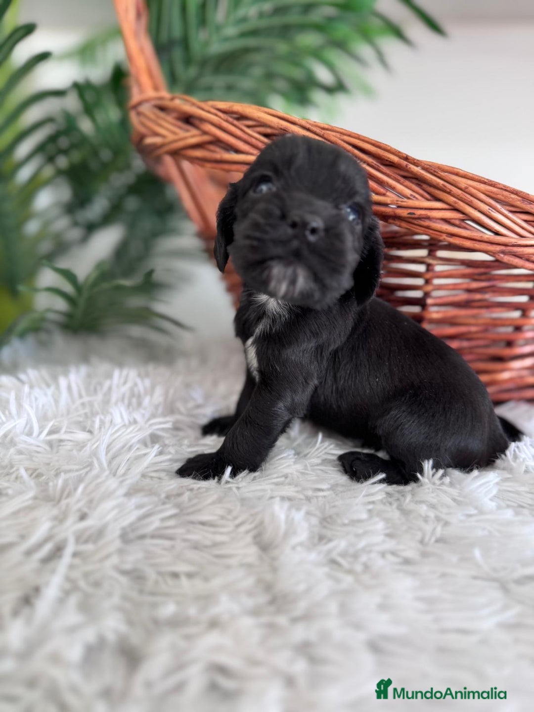 Cocker Spaniel Inglés perros en venta: COCKER SPANIEL INGLES - Imagen 7