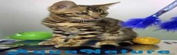 Bengalí gatos en venta: Bengali Hembra de Bengala y Marbel 1888 AQUANATURA - Anuncio 7