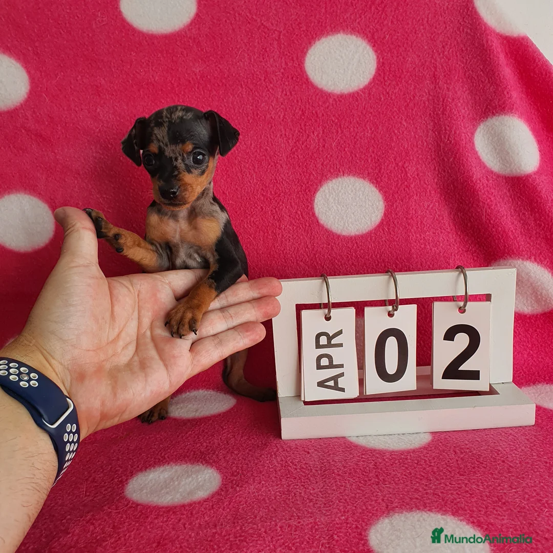 Ratón de Praga perros en venta: Ratón de Praga merlé - Anuncio 5