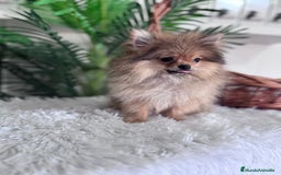 Pomerania perros en venta: POMERANIA HEMBRA MUY PEQUEÑITA - Imagen 4