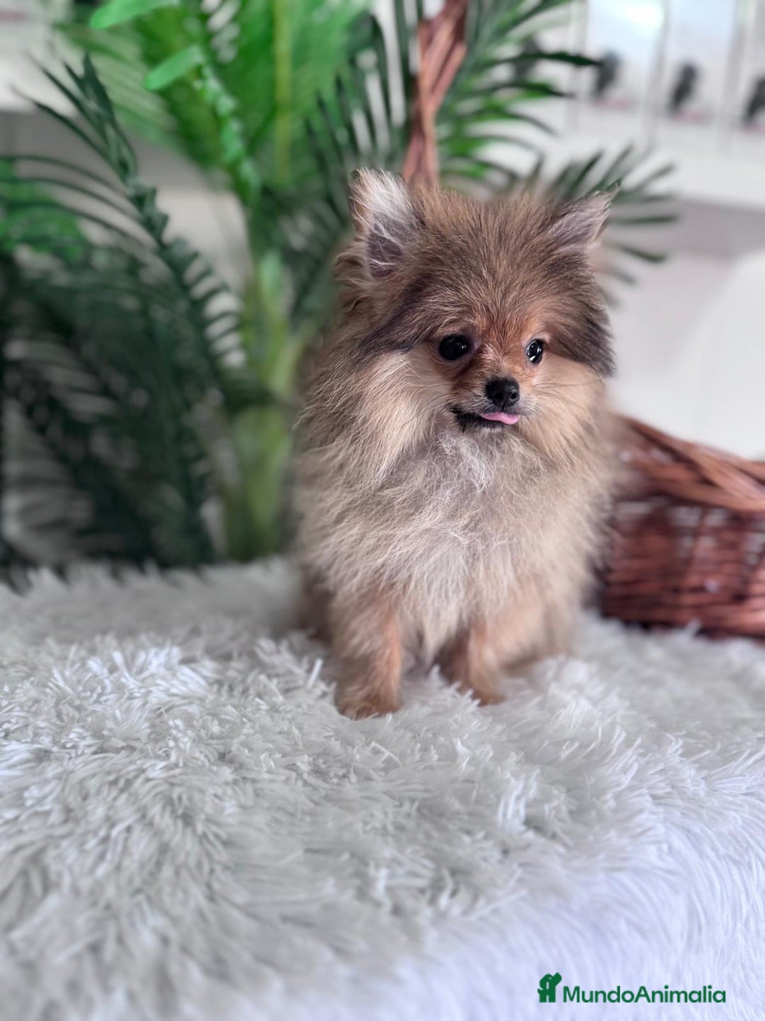 Pomerania perros en venta: POMERANIA HEMBRA MUY PEQUEÑITA - Imagen 4