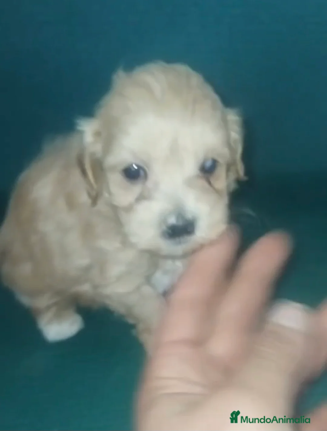Maltipoo perros en venta: Machitos maltipoo mini toys - Anuncio 2