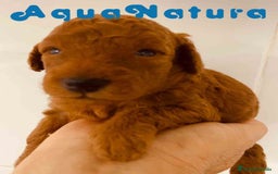 Caniche Toy perros en venta: Cachorros Caniche camada de Pastanaga - Imagen 2
