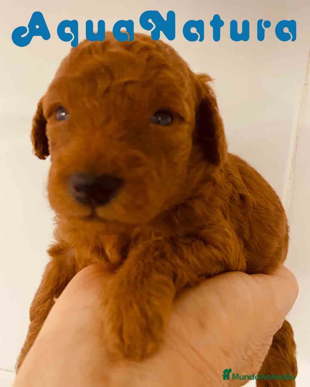 Caniche Toy perros en venta: Cachorros Caniche camada de Pastanaga - Imagen 2