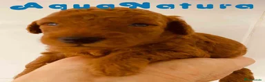 Caniche Hembra 