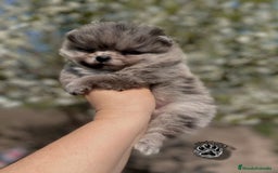 Pomerania perros en venta: ⚜️Pomerania ositos Boo toy - Imagen 4