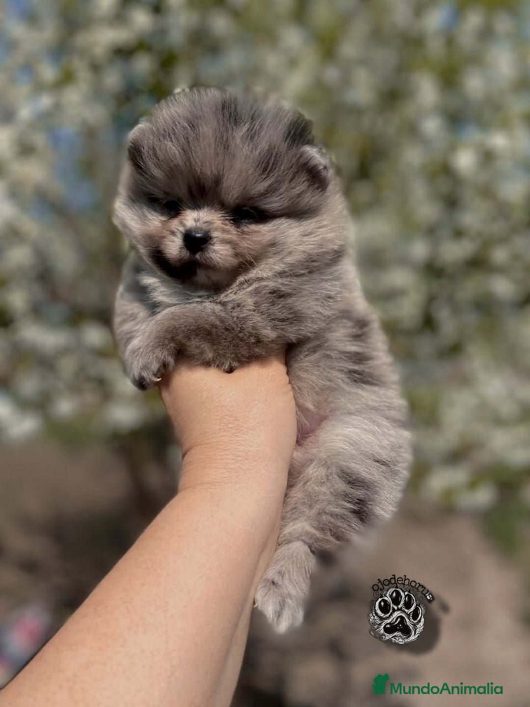 Pomerania perros en venta: ⚜️Pomerania ositos Boo toy - Imagen 4