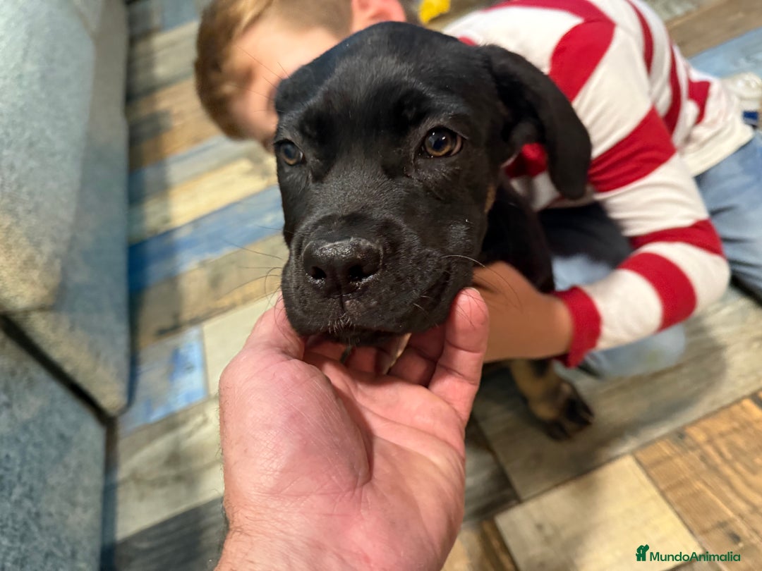 Cane Corso perros en venta: Precio cachorro Cane corso  - Imagen 4