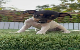 Ratonero Bodeguero Andaluz perros en venta: BODEGUERO ANDALUZ - Imagen 9