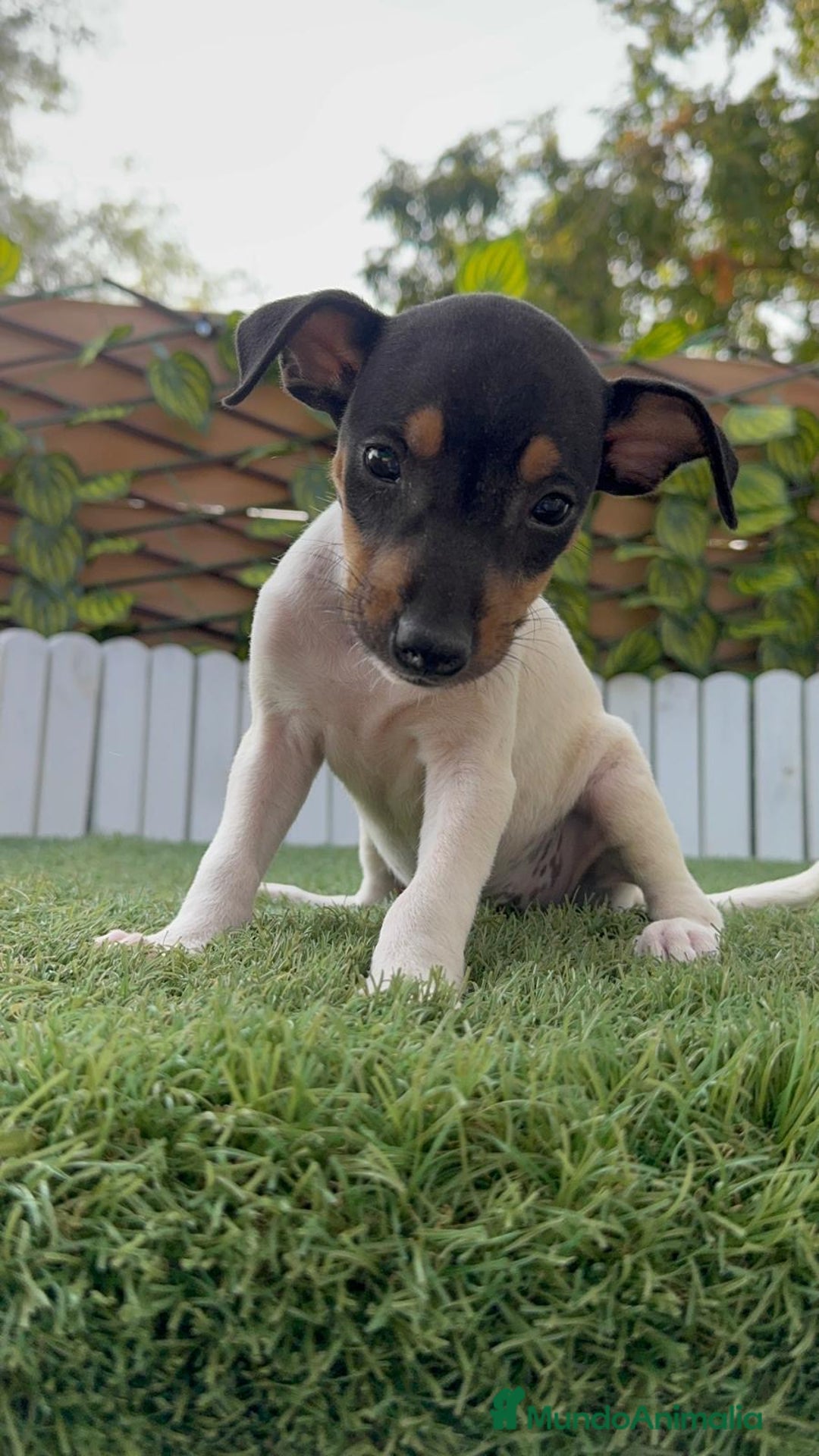 Ratonero Bodeguero Andaluz perros en venta: BODEGUERO ANDALUZ - Imagen 9