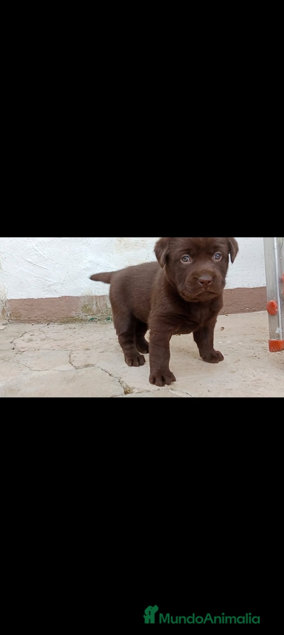 Labrador Retriever perros Macho labrador retriever chocolate  - Anuncio 1