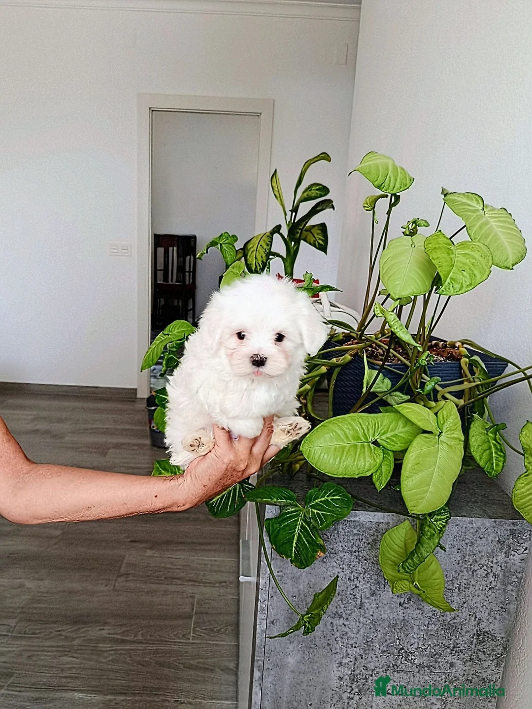 Bichón Maltés perros en venta: BICHÓN MALTES - Anuncio 4