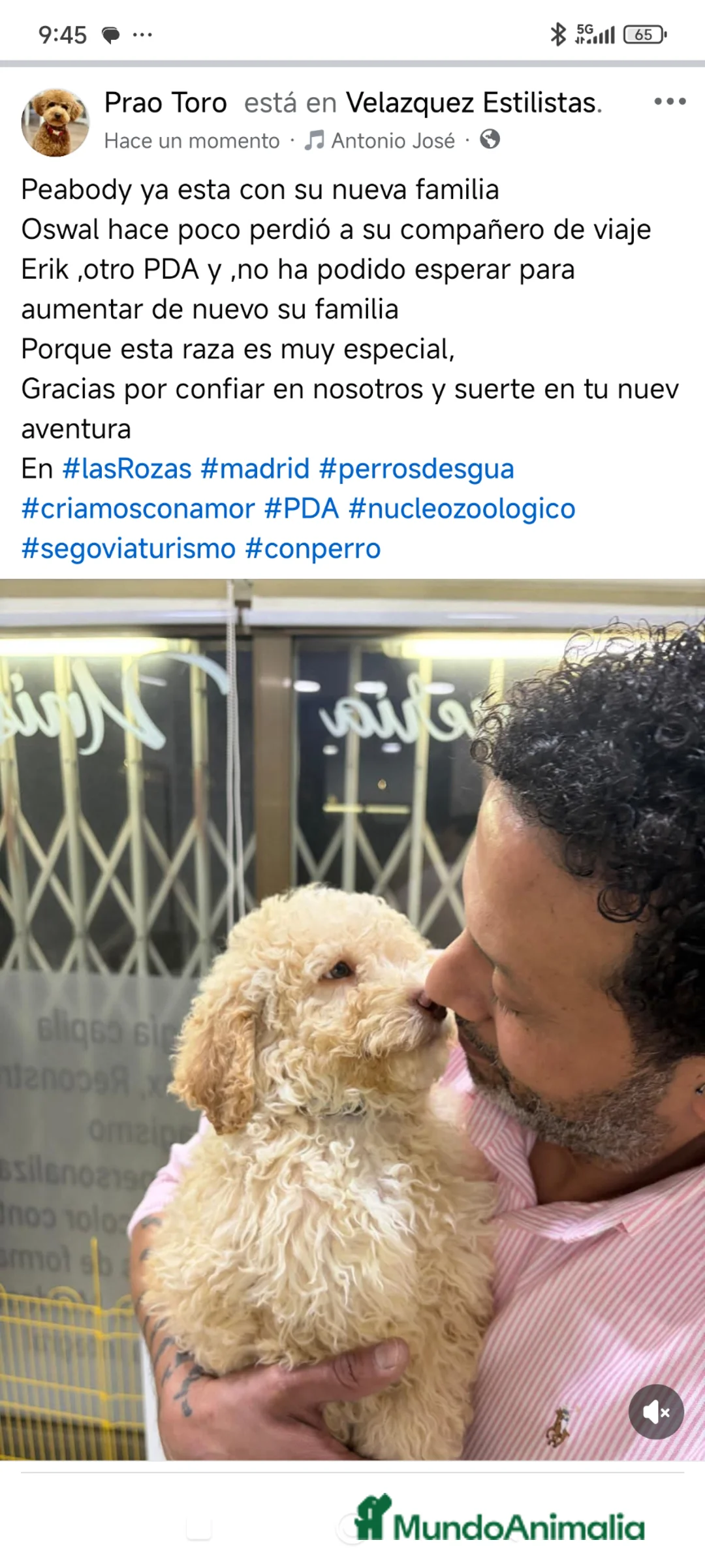 Perro de Agua Español perros en venta: Cachorros perros de agua - Anuncio 2