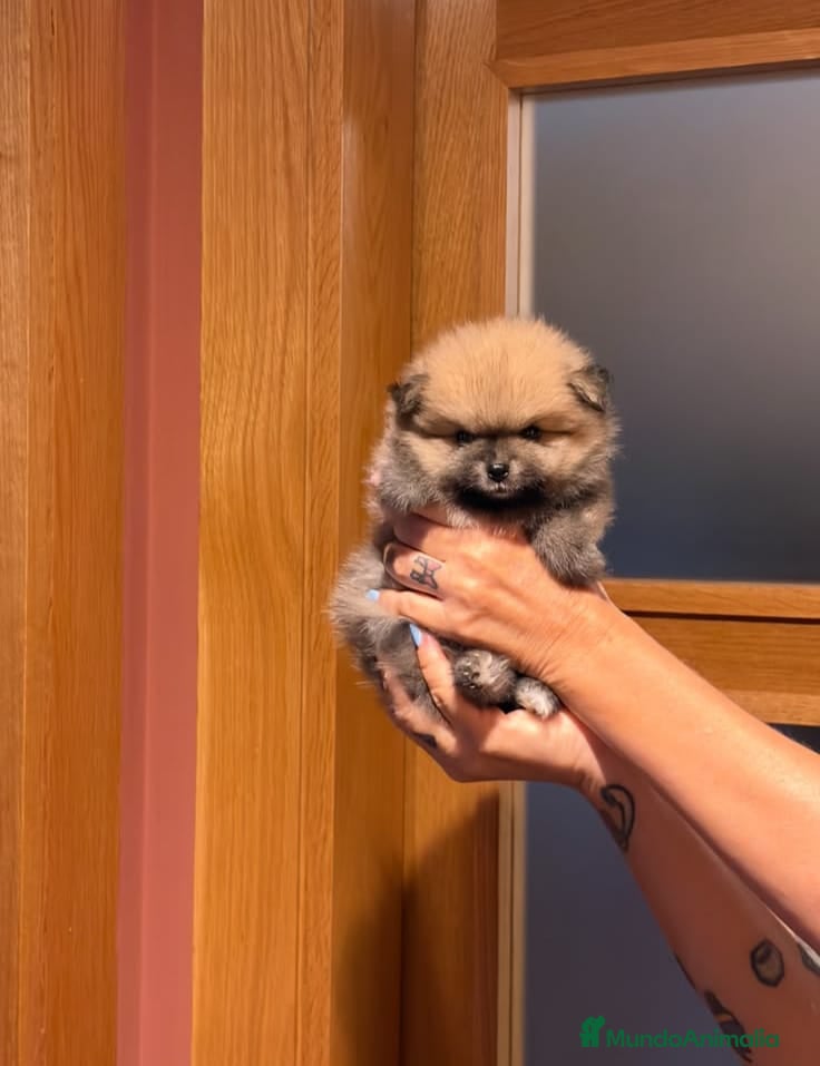 Pomerania perros POMERANIAS EXCLUSIVOS OPORTUNIDAD  - Anuncio 3