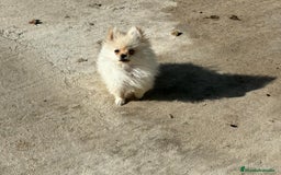 Pomerania perros en venta: lulu pomerania micro toy 5 meses y pesa 700 gramos - Imagen 5