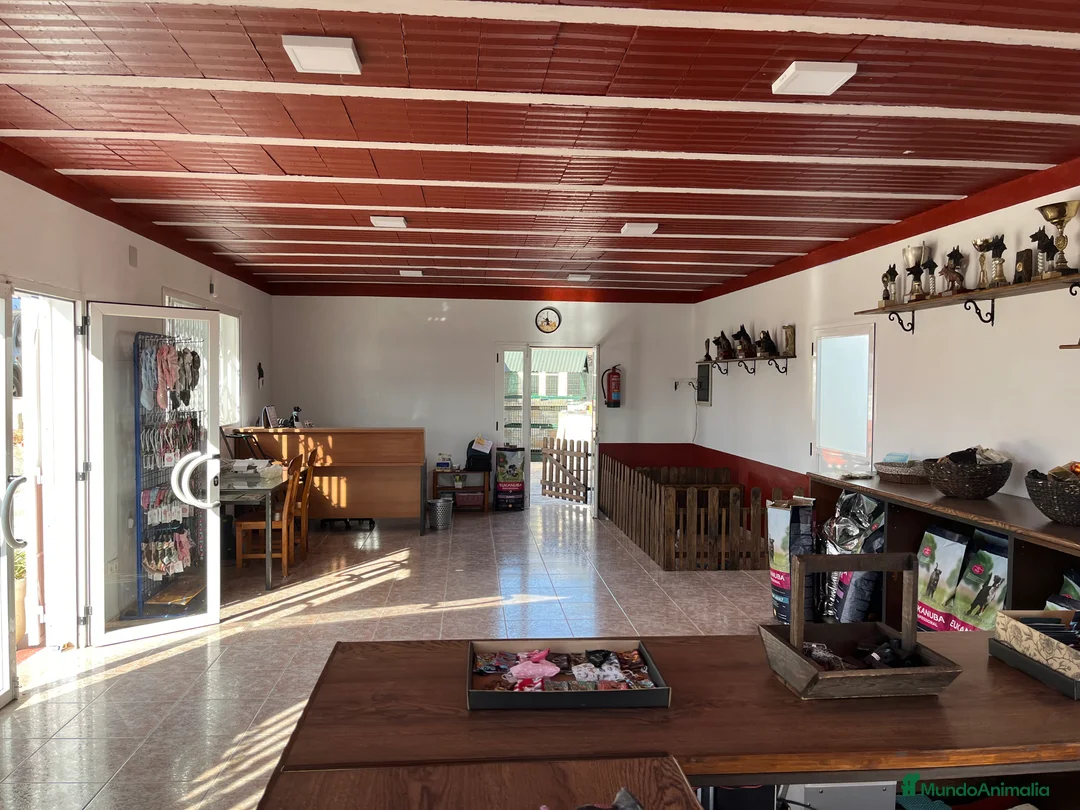 Pinscher Alemán perros en venta: Benidorm Todos los servicios para tu mascota  en Alicante - Anuncio 25