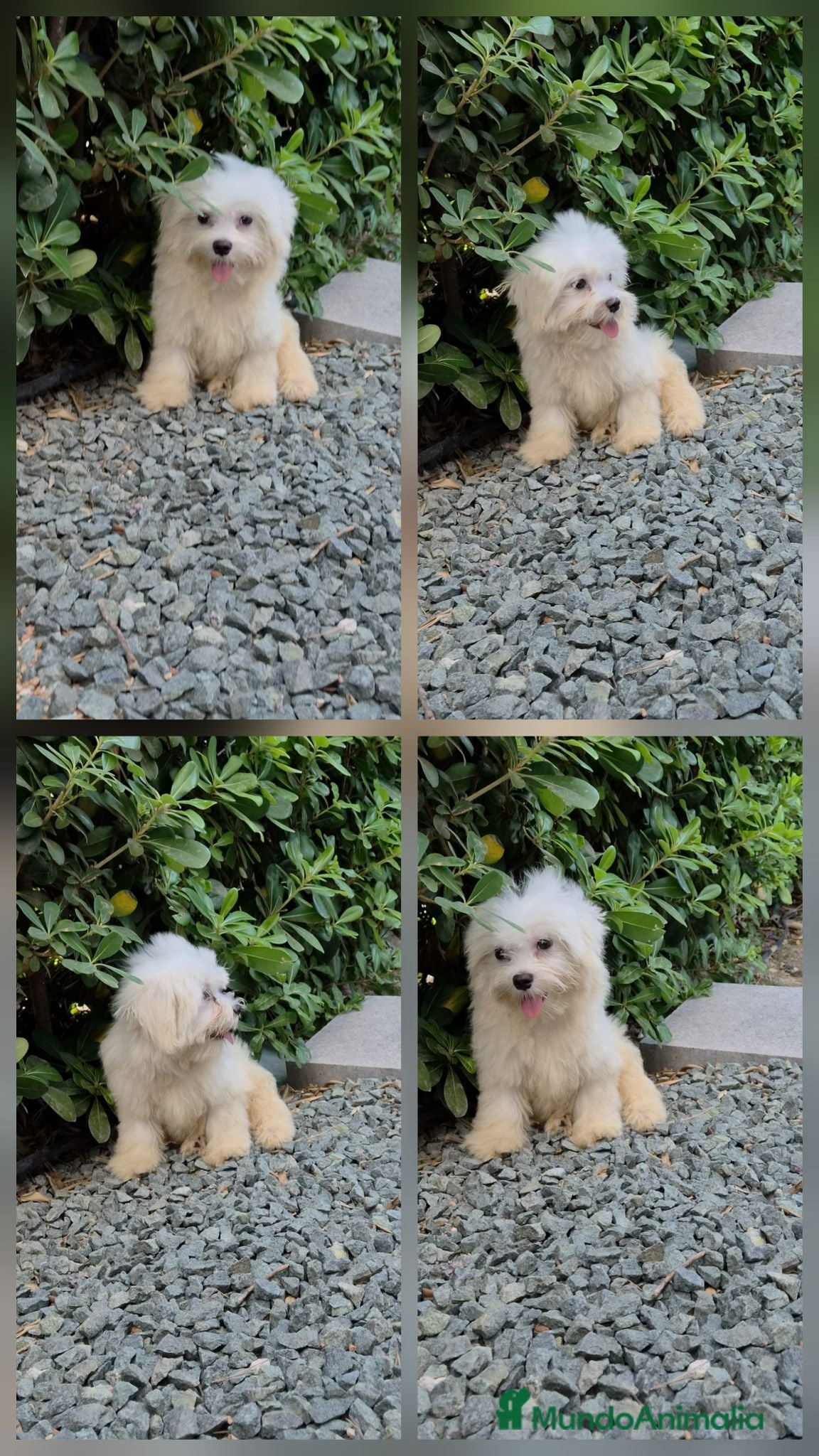 Bichón Maltés perros Bichón maltés  - Anuncio 17
