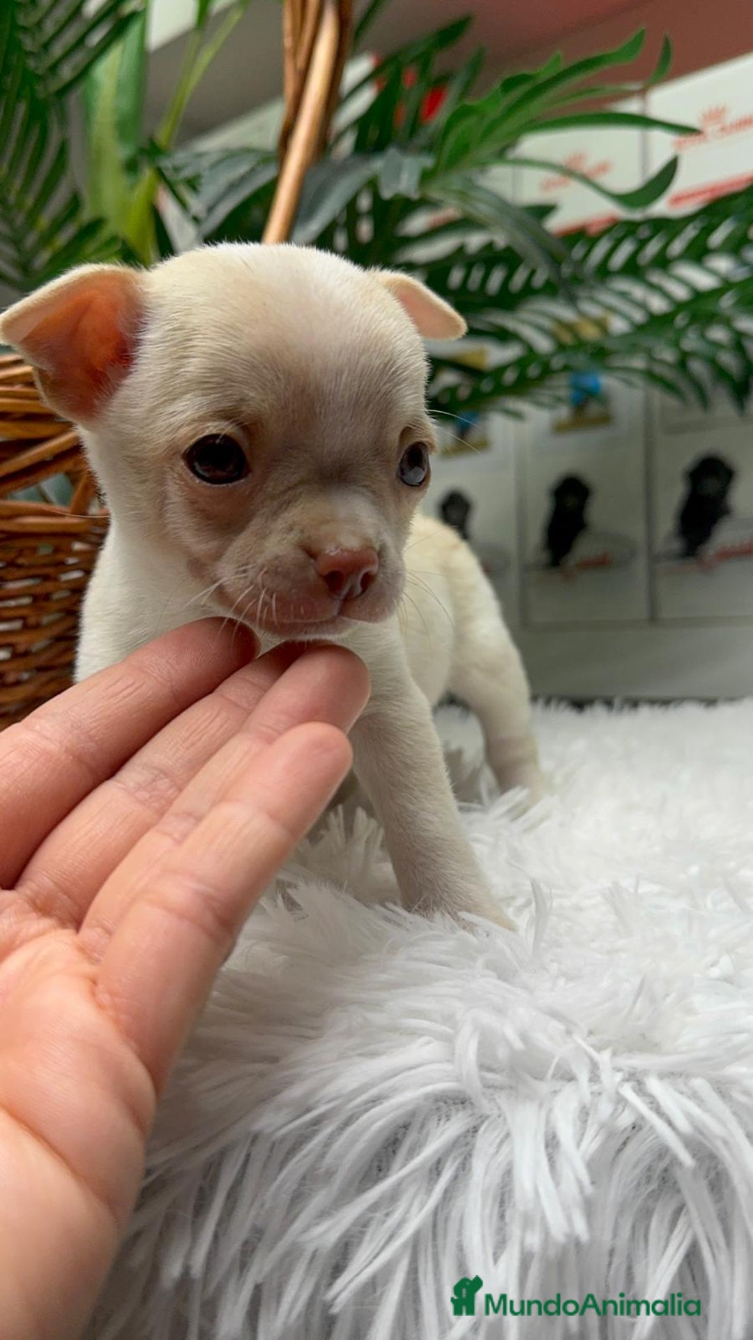 Chihuahua perros en venta: CHIHUAHUA MACHO - Anuncio 7