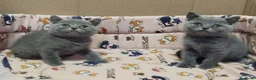 Británico de Pelo Corto gatos en venta: British Shorthair  - Anuncio 3