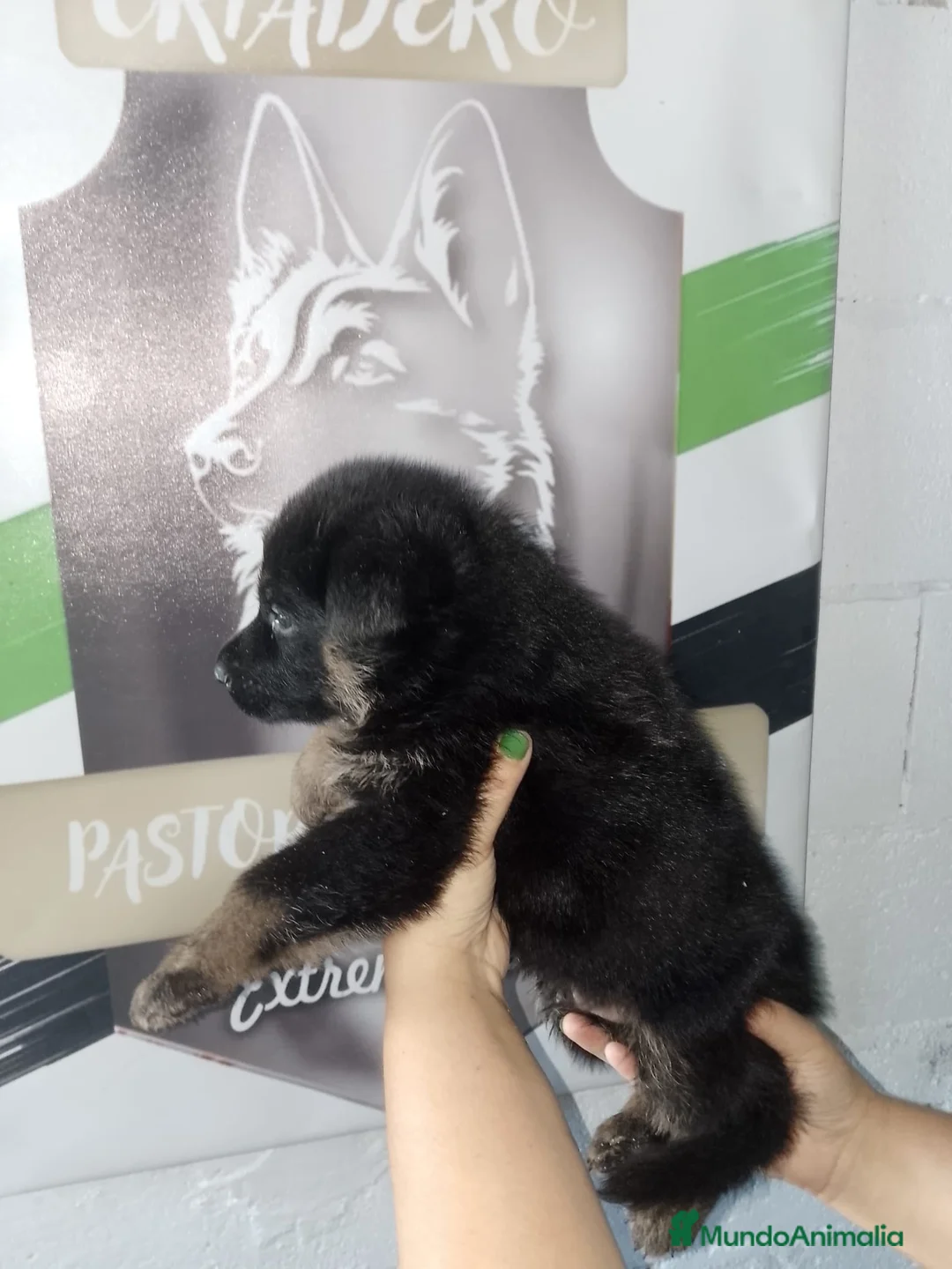 Pastor Alemán perros en venta: Pastor aleman negro solido  - Anuncio 8