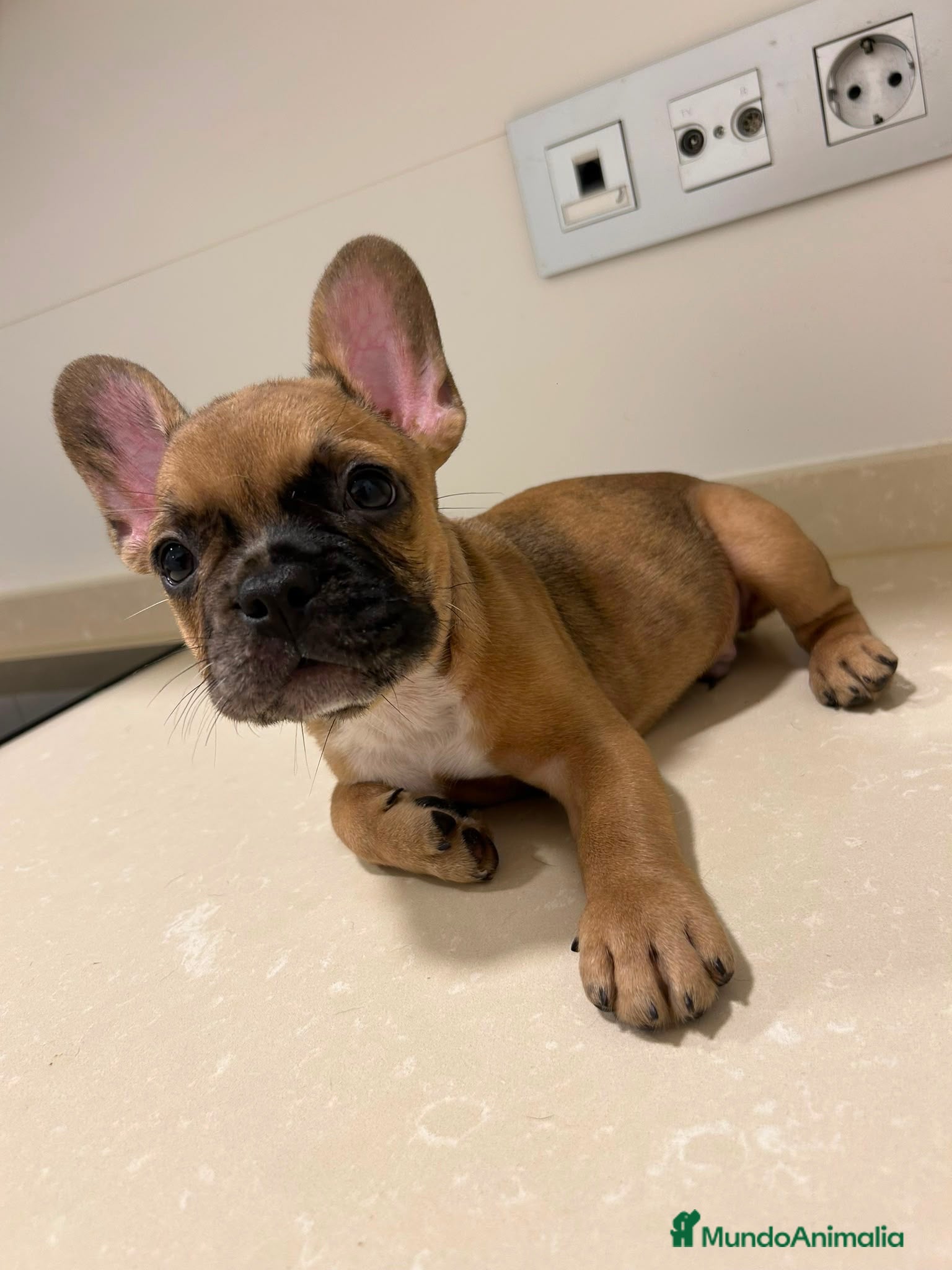 Bulldog Francés perros Cachorros de bulldog francés  - Anuncio 1