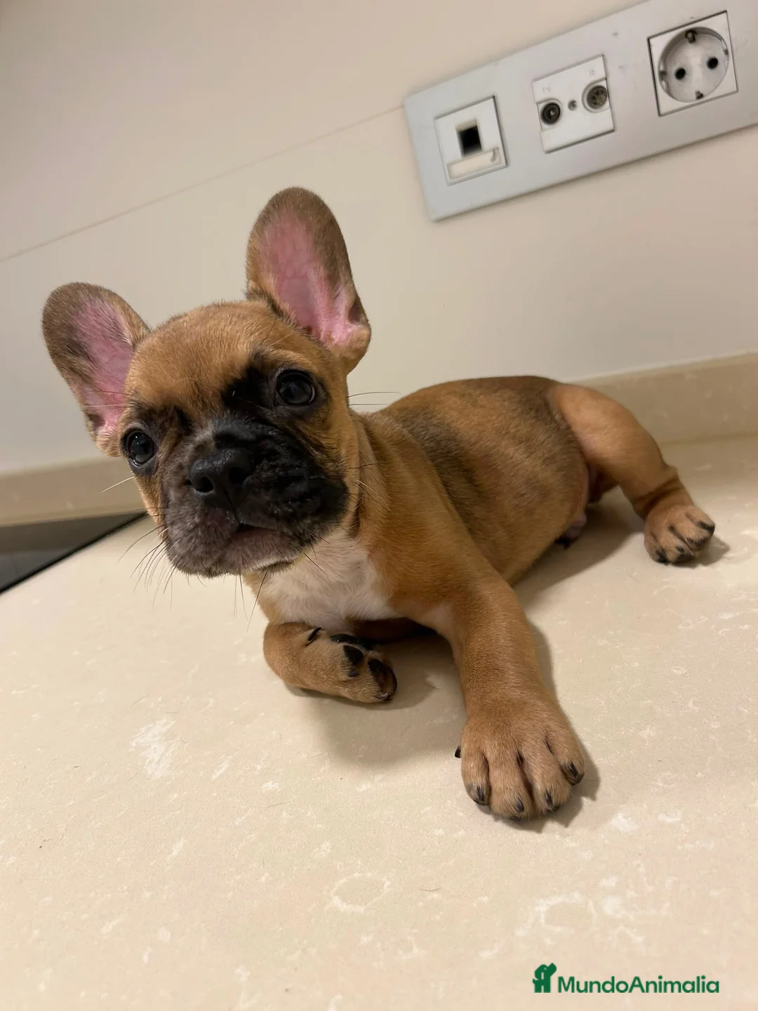 Bulldog Francés perros en venta: Cachorros de bulldog francés  - Anuncio 1