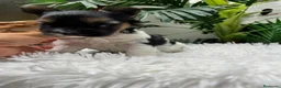 Yorkshire Terrier perros en venta: YORKSHIRE BIEWER - Anuncio 4