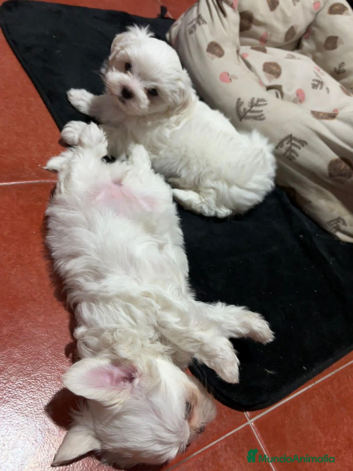 Bichón Maltés perros bichon maltes  - Anuncio 1