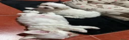 Bichón Maltés perros en venta: bichon maltes  - Anuncio 1