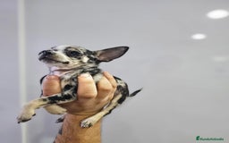 Chihuahua perros en venta: Increíbles chihuahuas toy merles - Imagen 14