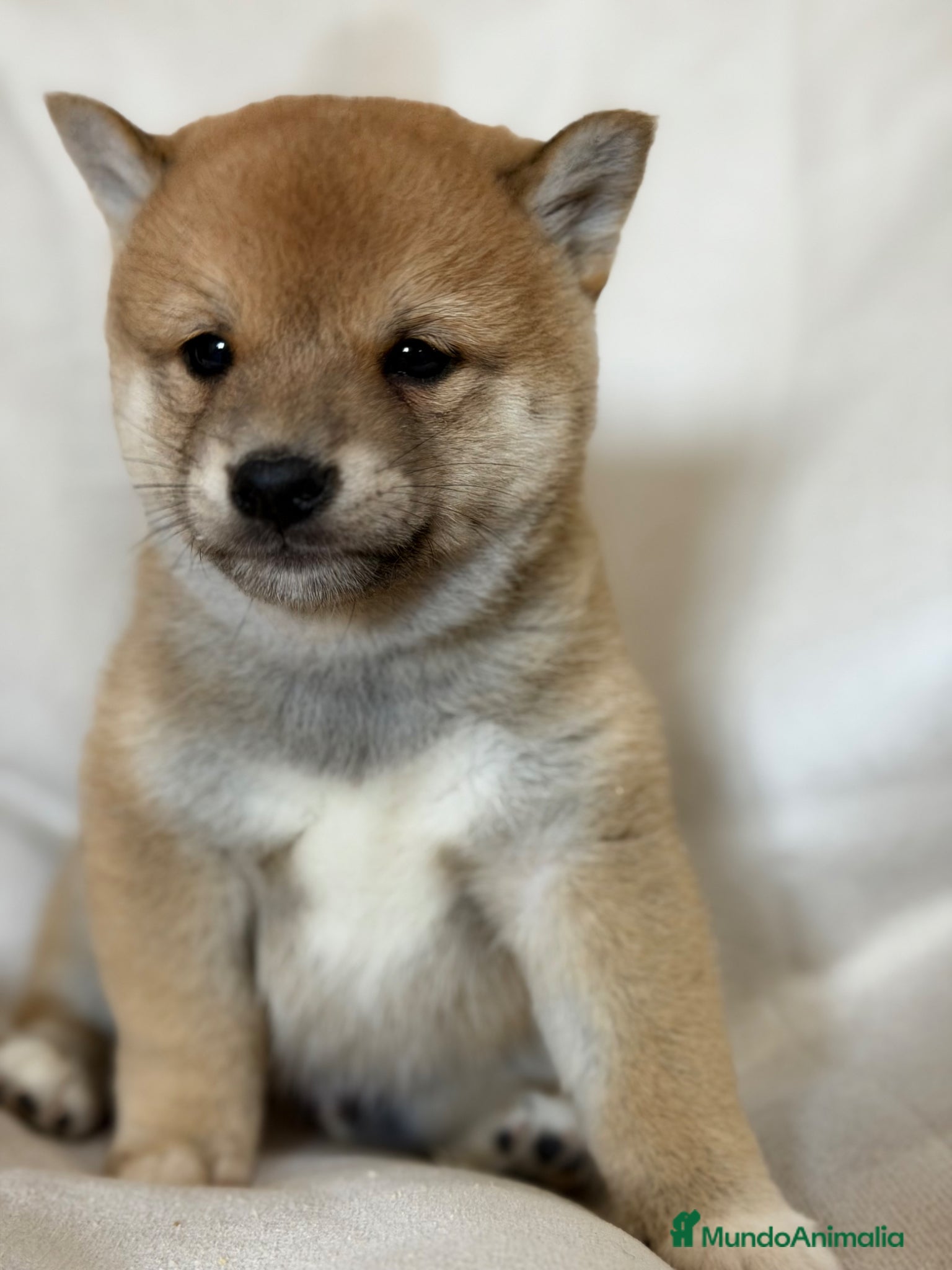 Shiba Inu perros Shiba Inu sésamo  - Anuncio 9