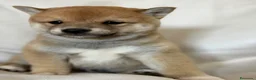 Shiba Inu perros en venta: Shiba Inu sésamo  - Anuncio 1