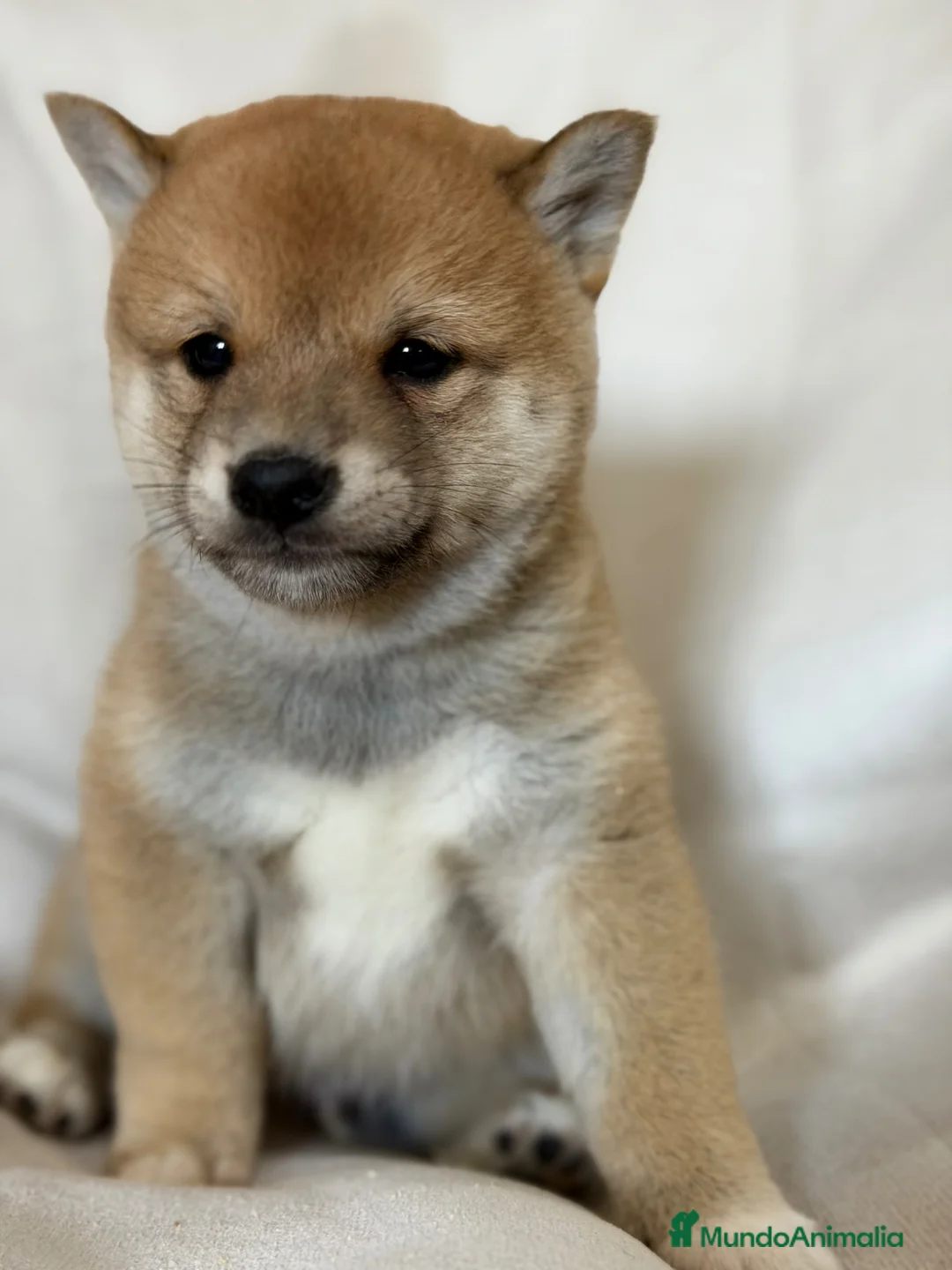 Shiba Inu perros en venta: Shiba Inu sésamo  - Anuncio 1