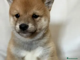 Shiba Inu perros Shiba Inu sésamo - Anuncio 9