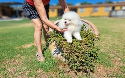 Pomerania perros en venta: Pomerania - Imagen 5