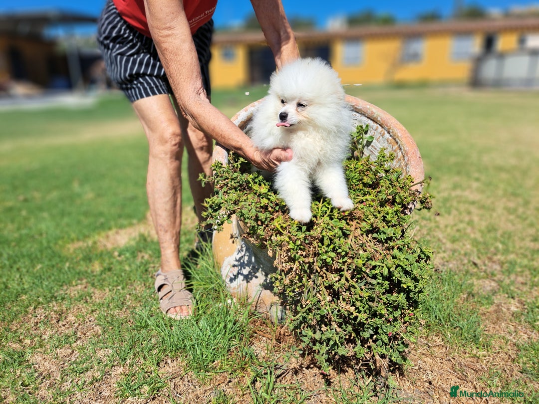 Pomerania perros en venta: Pomerania - Imagen 5