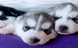 Husky Siberiano perros en venta: CACHORROS DE HUSKY SIBERIANO  - Imagen 2
