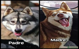 Husky Siberiano perros en venta: Husky Siberiano hembra Red Agouti - Imagen 2